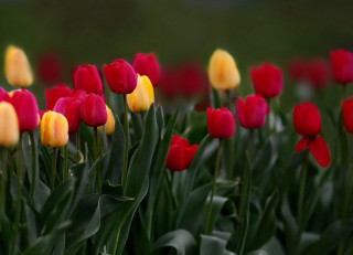 Red yellow tulips green leaves - tulip free wallpaper