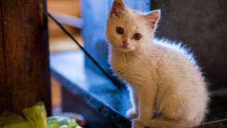 White kitten chair sad ascii - ascii art free wallpaper