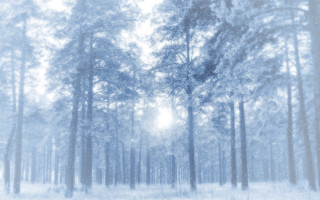 Snowy forest sunshine magical realism - tree and snow free wallpaper