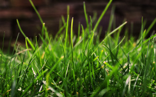 Green grass brick wall blurry 2 - a green grass free wallpaper