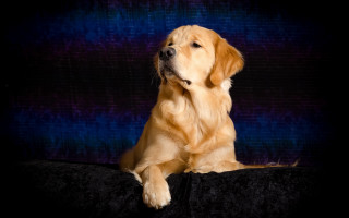 Dog shiba inu night starry - glamor pose free wallpaper