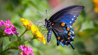 Blue butterfly orange spots flower - other flower free wallpaper