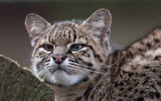 Cat tree closeup animal focus - a close up of a cat free wallpaper for desktop