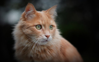 White cat green eyes closeup - a close up of a cat free wallpaper