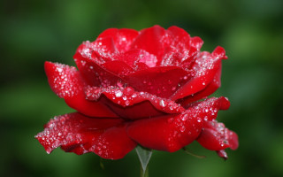 Red rose water droplets macro 40 - a few other thing free wallpaper