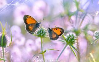 Butterflies flower dew macro blurry - dew free wallpaper