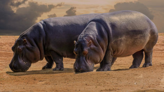 Hippos field cloudy sky digital 2 - anne nasmyth free wallpaper