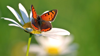 Butterfly flower daisies macro blurry - a butterfly free wallpaper for desktop