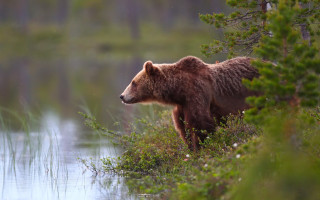 Brown bear lake forest jigsaw - field next free wallpaper