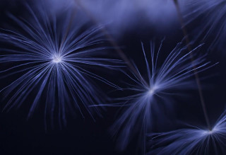 Blue fireworks closeup black background - a close up of a bunch free wallpaper