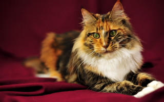 Cat regal green eyes blurry 2 - regal free wallpaper