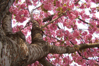 Pink flower blooming tree sky - bloom free wallpaper