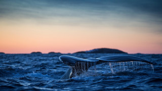 Whale tail sunset ocean island - arie smit free wallpaper