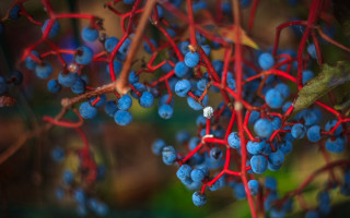 Blue berries branch red stems - branch free wallpaper for desktop