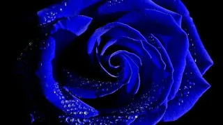 Blue rose water droplets black - blue free wallpaper for desktop