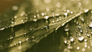 Leaf water droplets bokeh christmas 3 - macro photography free wallpaper for desktop
