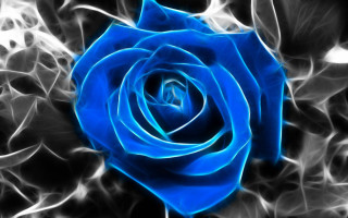 Blue rose white petals glowing - artistic free wallpaper