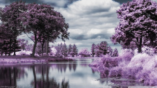 Lake trees grass purple hued - impressionism free wallpaper