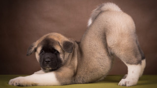 Puppy green surface arabesque jigsaw - glamor pose free wallpaper