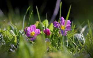 Purple flower green field shallow - a lush green field of grass and grass free wallpaper