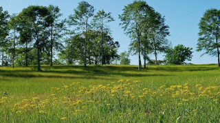 Field trees grass blue sky 2 - charles ragland bunnell free wallpaper