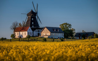Windmill field yellow flowers house - a windmill free wallpaper
