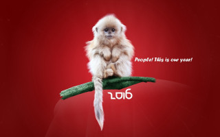 Monkey owl rooster feathers red - a branch free wallpaper for desktop