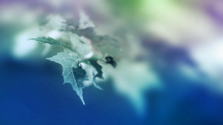 Leaf branch blurry background macro - soft focus free wallpaper for desktop