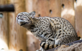 Cat fence post looking up 2 - a statue free wallpaper