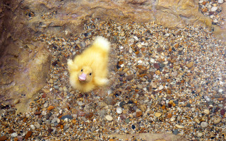 Duckling rocks beach autumn fire - david young cameron free wallpaper