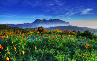 Field flowers mountains sunset blue - field free wallpaper