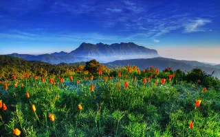 Field flowers mountains sunset blue - blue free wallpaper for desktop