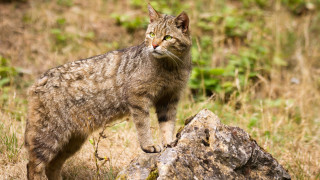 Cat rock field weeds stare - a rock in a field of grass free wallpaper