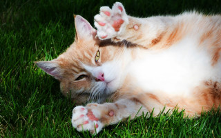 Cat laying grass paws head - sharp claw free wallpaper