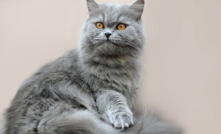 Gray cat yellow eyes serious 2 - a gray cat free wallpaper
