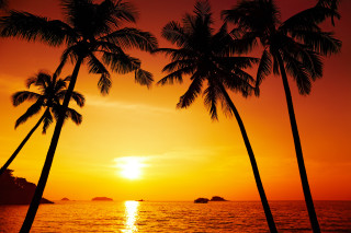 Sunset palm trees boat water 4 - a yellow sky free wallpaper