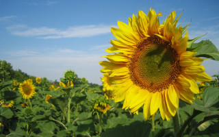 Sunflower field blue sky clouds 7 - blue sky in the background free wallpaper