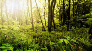Lush green forest sunlight nature - free forest wallpaper for desktop