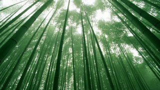 Bamboo tall tree sunlight forest - asai chū free wallpaper