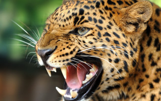 Leopard open mouth teeth blurry - tooth wide free wallpaper