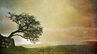 Lone tree hill cloudy sky - a lone tree free wallpaper