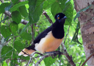 Domirinic fegallia bird perched forest - a tree branch in the forest free wallpaper