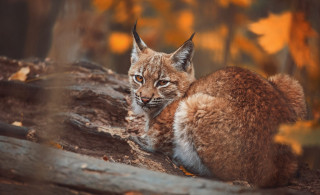 Small cat tree stump woods - a small cat free wallpaper