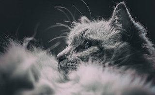 Fluffy tail cat feathers black - fluffy free wallpaper