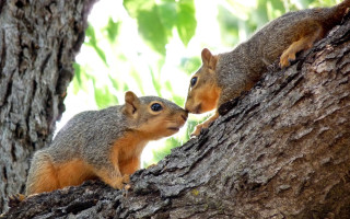Squirrels kissing forest nature outdoors - the camera mans eye free wallpaper