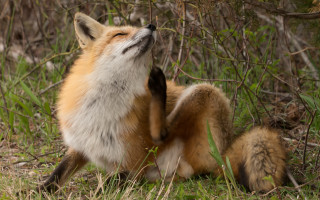 Fox grass looking up open - a fox free wallpaper for desktop