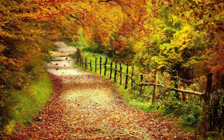Autumn forest path fence leaves - a fence and trees free wallpaper