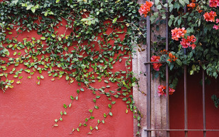 Red wall flower vines gate - vine free wallpaper