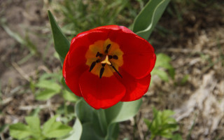 Red flower yellow center macro 2 - a few green leaf free wallpaper for desktop