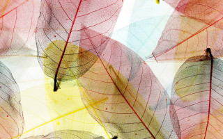 Leaves yellow red center honeycomb - a group of leaves free wallpaper